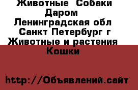 Животные. Собаки. Даром. - Ленинградская обл., Санкт-Петербург г. Животные и растения » Кошки   